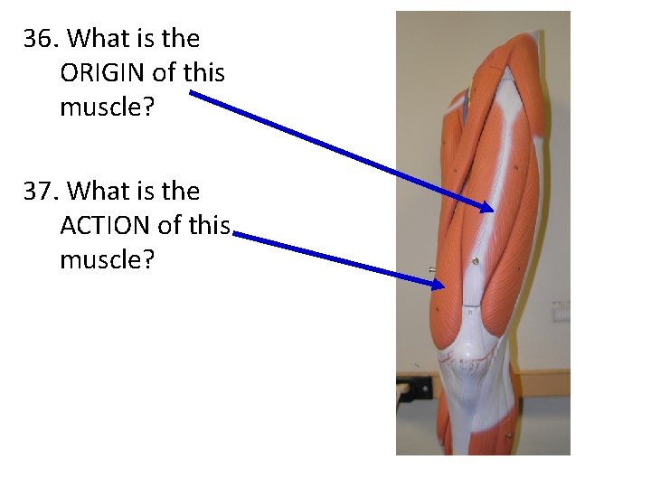 36. What is the ORIGIN of this muscle? 37. What is the ACTION of