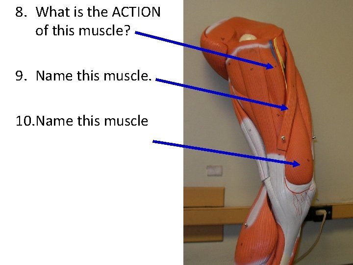 8. What is the ACTION of this muscle? 9. Name this muscle. 10. Name