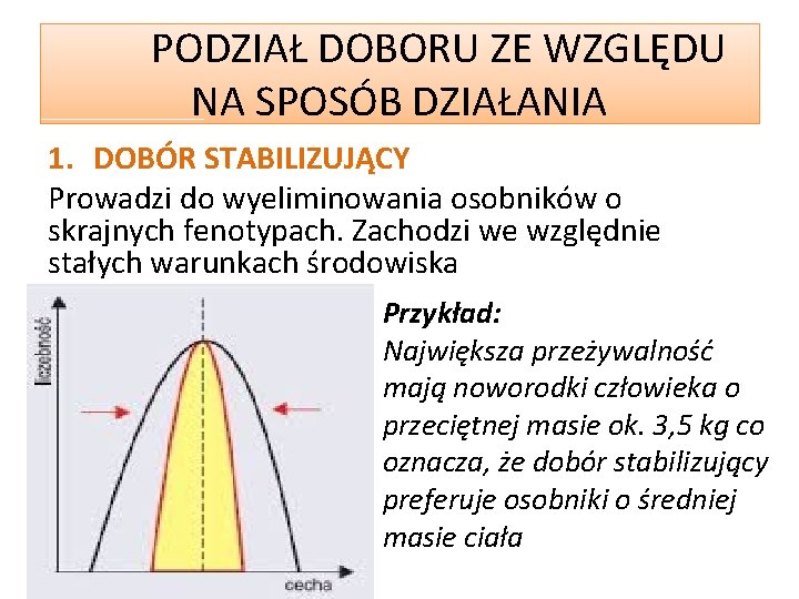 PODZIAŁ DOBORU ZE WZGLĘDU NA SPOSÓB DZIAŁANIA 1. DOBÓR STABILIZUJĄCY Prowadzi do wyeliminowania osobników