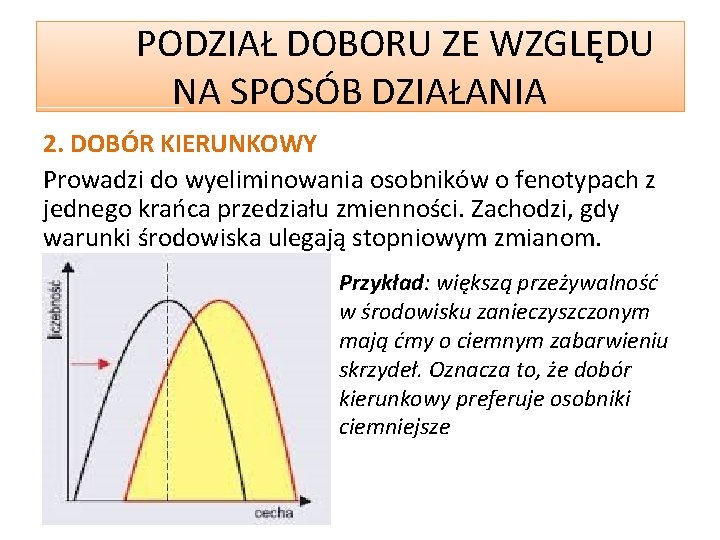 PODZIAŁ DOBORU ZE WZGLĘDU NA SPOSÓB DZIAŁANIA 2. DOBÓR KIERUNKOWY Prowadzi do wyeliminowania osobników