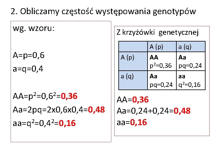 2. Obliczamy częstość występowania genotypów wg. wzoru: A=p=0, 6 a=q=0, 4 AA=p 2=0, 62=0,