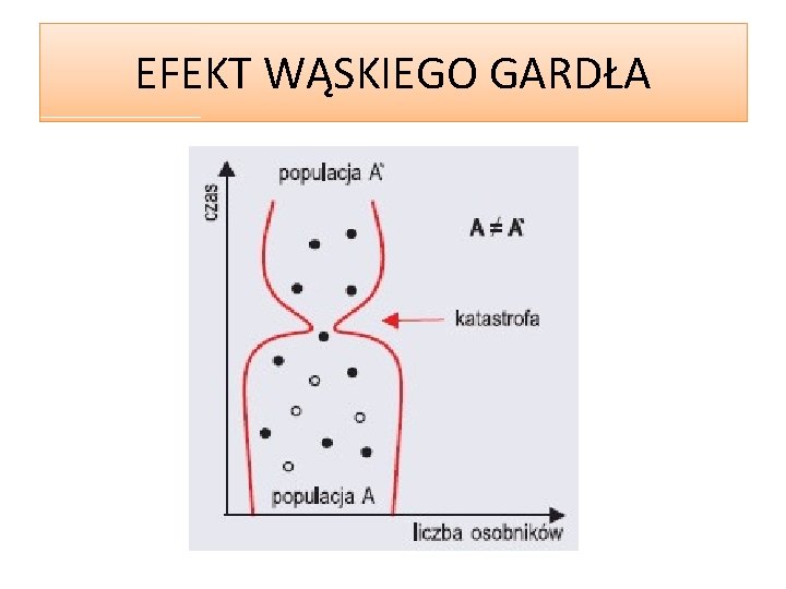 EFEKT WĄSKIEGO GARDŁA 