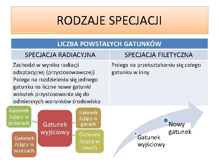 RODZAJE SPECJACJI LICZBA POWSTAŁYCH GATUNKÓW SPECJACJA RADIACYJNA SPECJACJA FILETYCZNA Zachodzi w wyniku radiacji adaptacyjnej