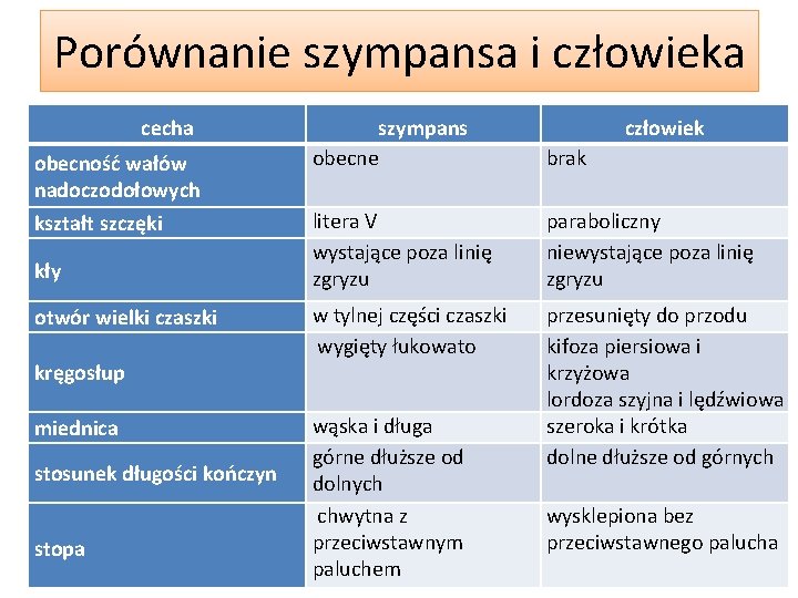 Porównanie szympansa i człowieka cecha obecność wałów nadoczodołowych kształt szczęki kły otwór wielki czaszki