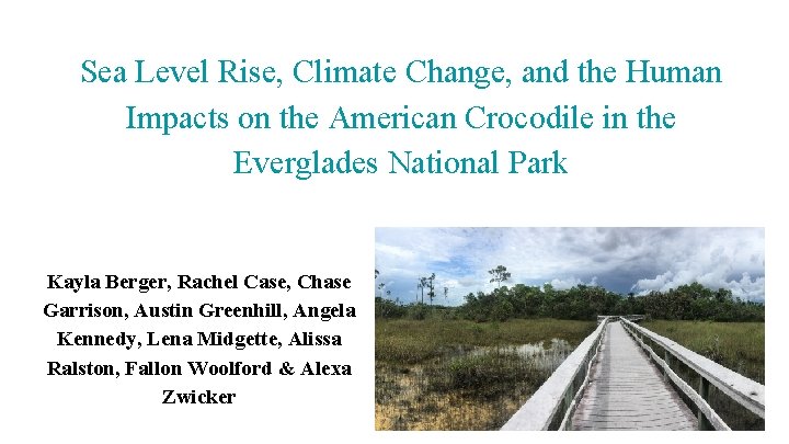 Sea Level Rise, Climate Change, and the Human Impacts on the American Crocodile in