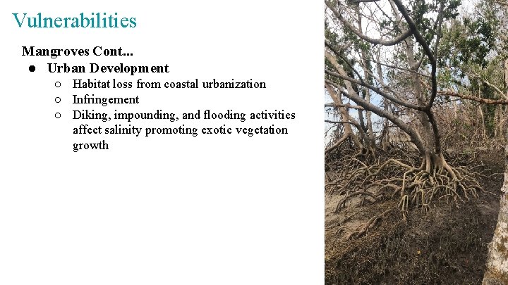 Vulnerabilities Mangroves Cont. . . ● Urban Development ○ Habitat loss from coastal urbanization