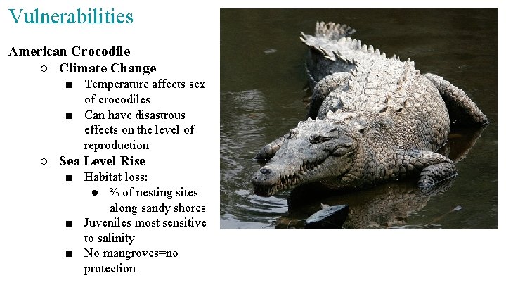 Vulnerabilities American Crocodile ○ Climate Change ■ Temperature affects sex of crocodiles ■ Can