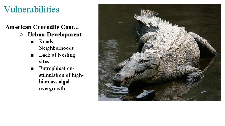 Vulnerabilities American Crocodile Cont. . . ○ Urban Development ■ Roads, Neighborhoods ■ Lack