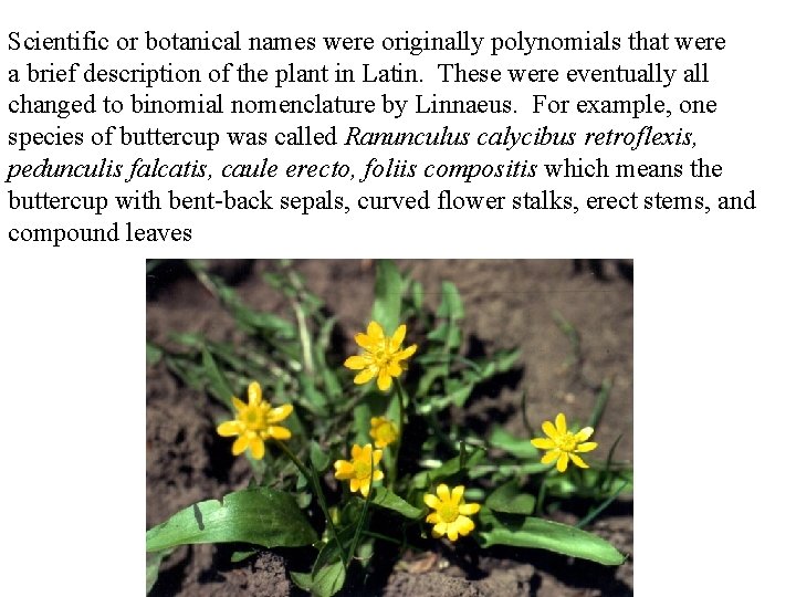 Scientific or botanical names were originally polynomials that were a brief description of the