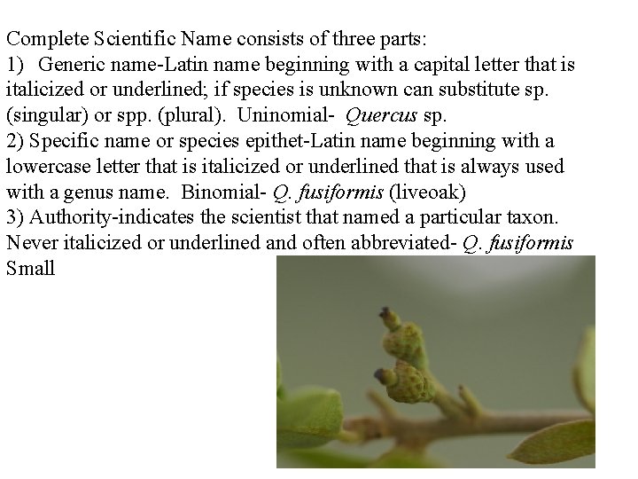 Complete Scientific Name consists of three parts: 1) Generic name-Latin name beginning with a