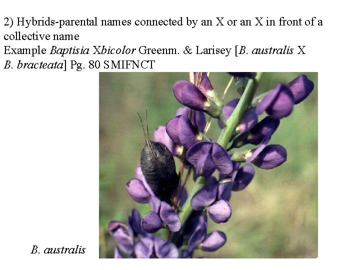 2) Hybrids-parental names connected by an X or an X in front of a