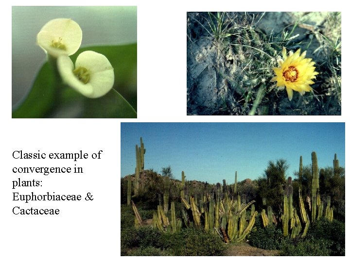 Classic example of convergence in plants: Euphorbiaceae & Cactaceae 