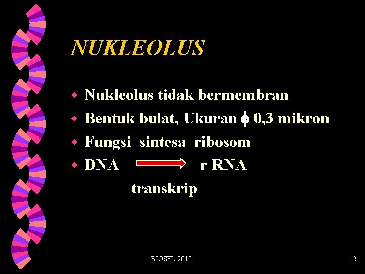 NUKLEOLUS Nukleolus tidak bermembran w Bentuk bulat, Ukuran 0, 3 mikron w Fungsi sintesa