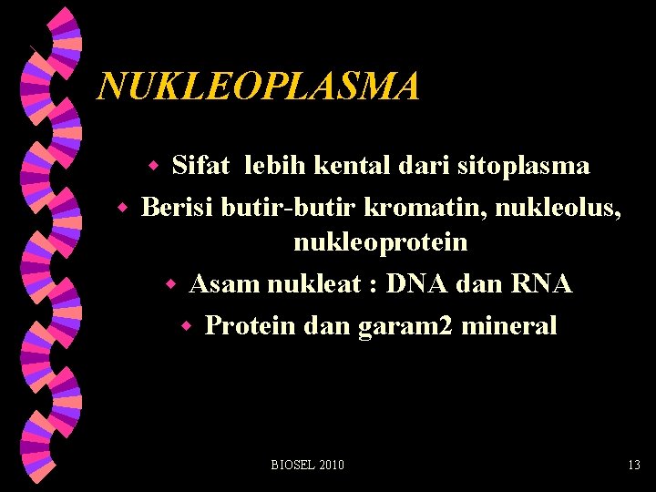 NUKLEOPLASMA Sifat lebih kental dari sitoplasma w Berisi butir-butir kromatin, nukleolus, nukleoprotein w Asam