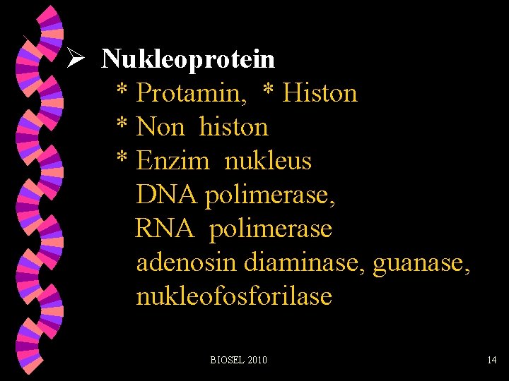 Ø Nukleoprotein * Protamin, * Histon * Non histon * Enzim nukleus DNA polimerase,