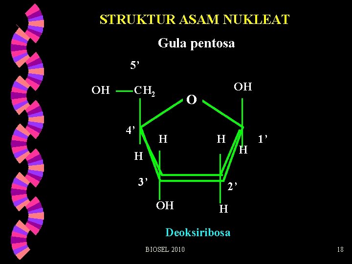 STRUKTUR ASAM NUKLEAT Gula pentosa 5’ OH CH 2 4’ OH O H H