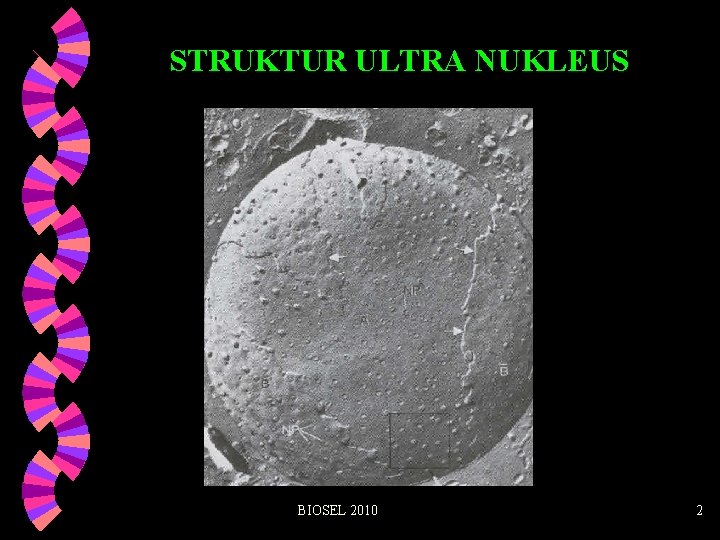 STRUKTUR ULTRA NUKLEUS BIOSEL 2010 2 