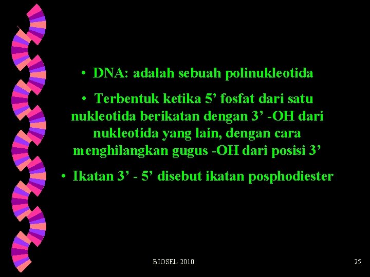  • DNA: adalah sebuah polinukleotida • Terbentuk ketika 5’ fosfat dari satu nukleotida