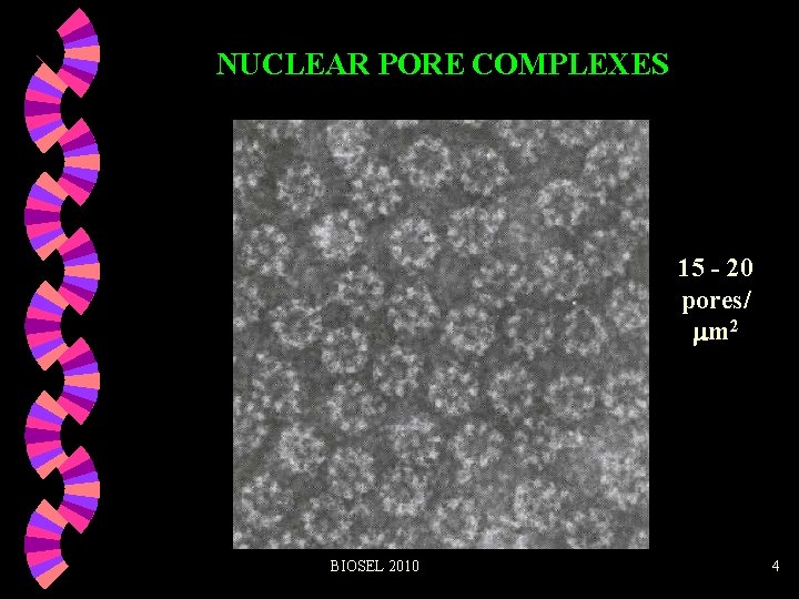 NUCLEAR PORE COMPLEXES 15 - 20 pores/ m 2 BIOSEL 2010 4 