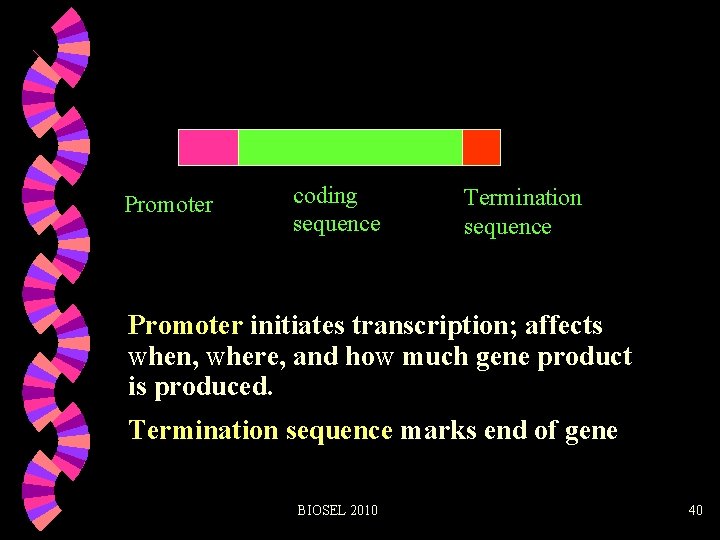 Promoter coding sequence Termination sequence Promoter initiates transcription; affects when, where, and how much