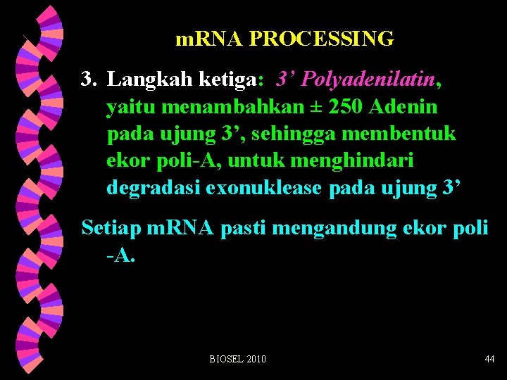 m. RNA PROCESSING 3. Langkah ketiga: 3’ Polyadenilatin, yaitu menambahkan ± 250 Adenin pada