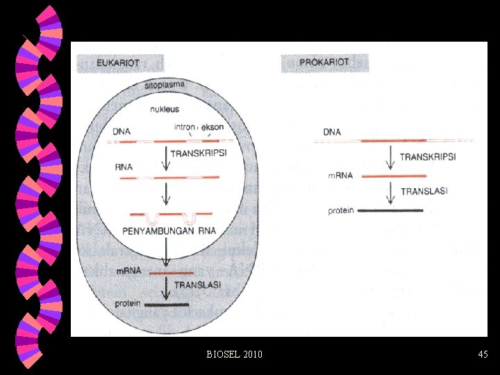 BIOSEL 2010 45 