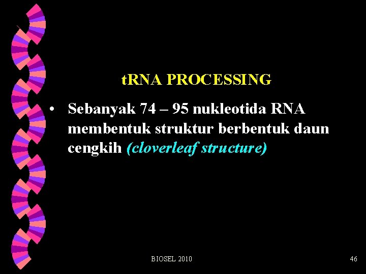 t. RNA PROCESSING • Sebanyak 74 – 95 nukleotida RNA membentuk struktur berbentuk daun