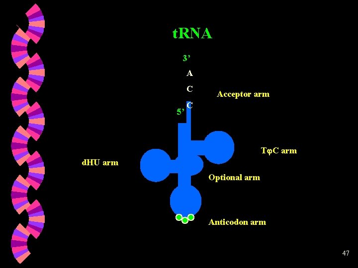 t. RNA 3’ A C 5’ Acceptor arm C T C arm d. HU