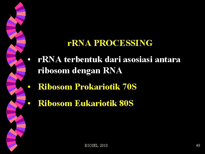 r. RNA PROCESSING • r. RNA terbentuk dari asosiasi antara ribosom dengan RNA •