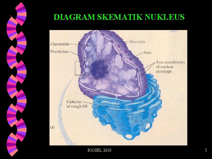 DIAGRAM SKEMATIK NUKLEUS BIOSEL 2010 5 