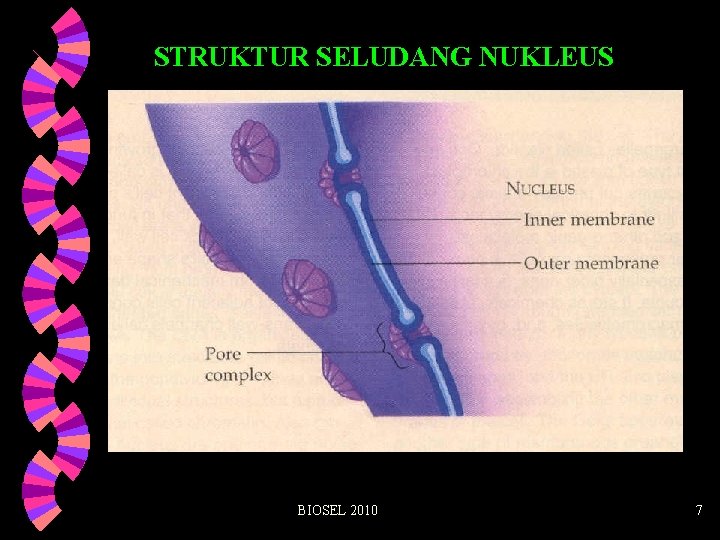 STRUKTUR SELUDANG NUKLEUS BIOSEL 2010 7 