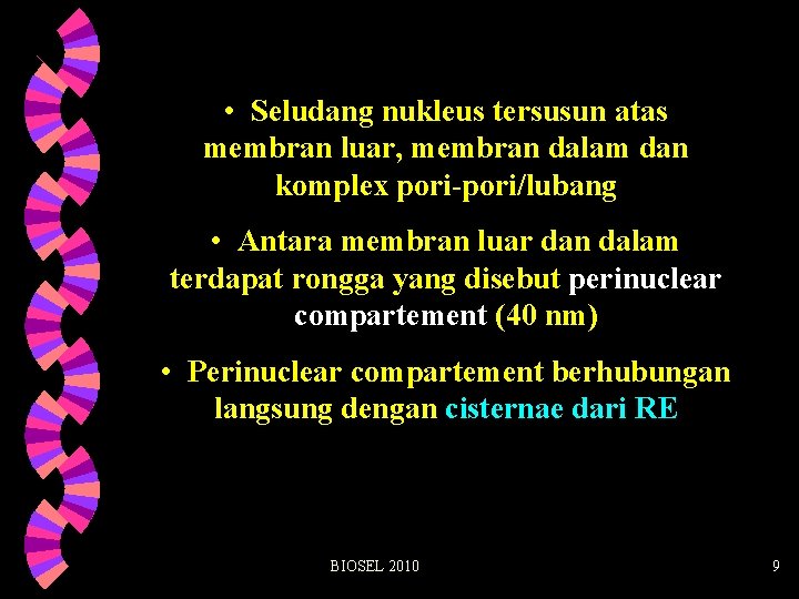  • Seludang nukleus tersusun atas membran luar, membran dalam dan komplex pori-pori/lubang •