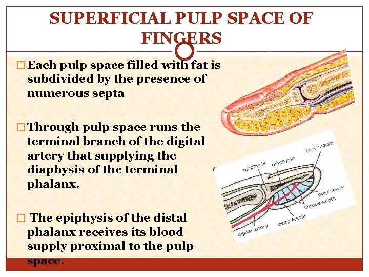 SUPERFICIAL PULP SPACE OF FINGERS � Each pulp space filled with fat is subdivided