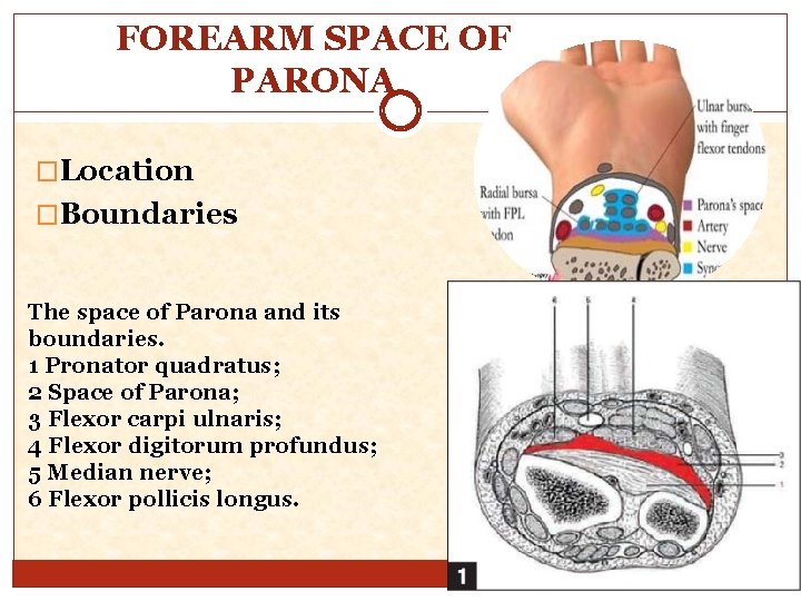 FOREARM SPACE OF PARONA �Location �Boundaries The space of Parona and its boundaries. 1
