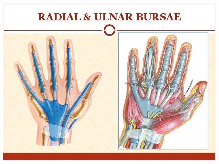 RADIAL & ULNAR BURSAE 