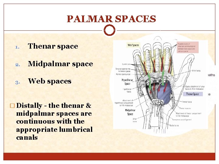 PALMAR SPACES 1. Thenar space 2. Midpalmar space 3. Web spaces � Distally -