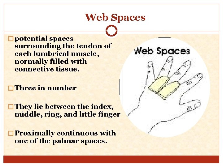 Web Spaces � potential spaces surrounding the tendon of each lumbrical muscle, normally filled