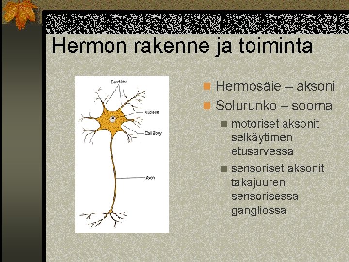 Hermon rakenne ja toiminta n Hermosäie – aksoni n Solurunko – sooma n motoriset