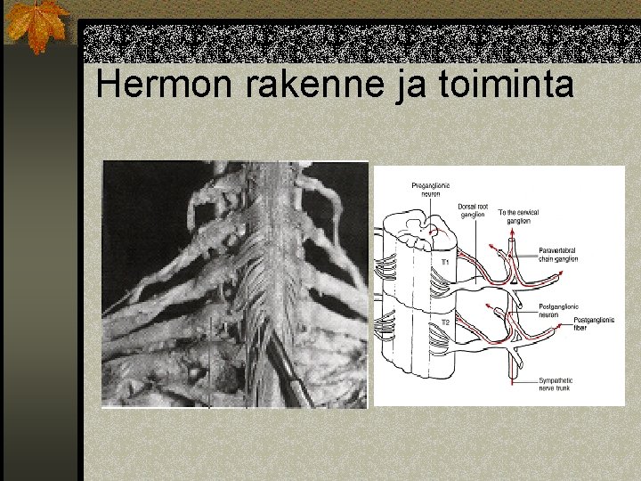 Hermon rakenne ja toiminta 