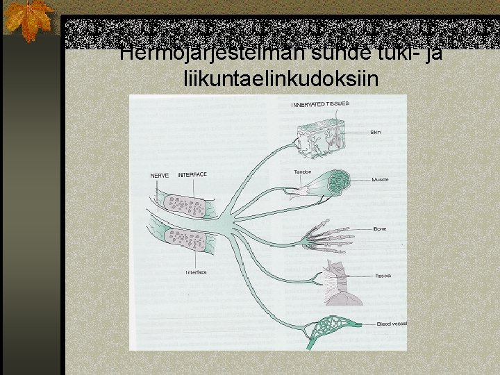 Hermojärjestelmän suhde tuki- ja liikuntaelinkudoksiin 