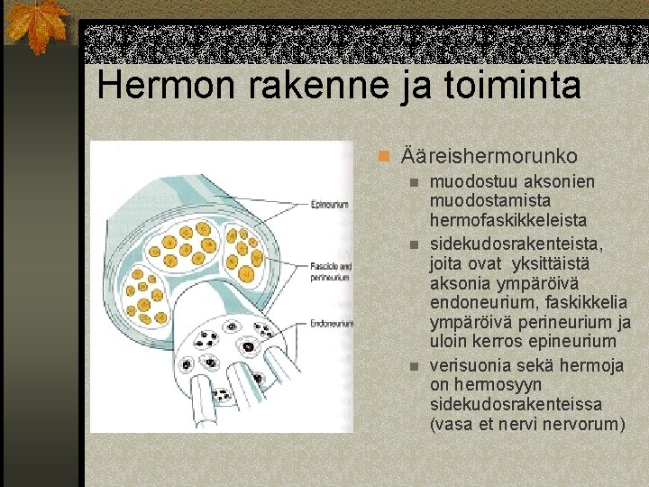 Hermon rakenne ja toiminta n Ääreishermorunko n muodostuu aksonien muodostamista hermofaskikkeleista n sidekudosrakenteista, joita