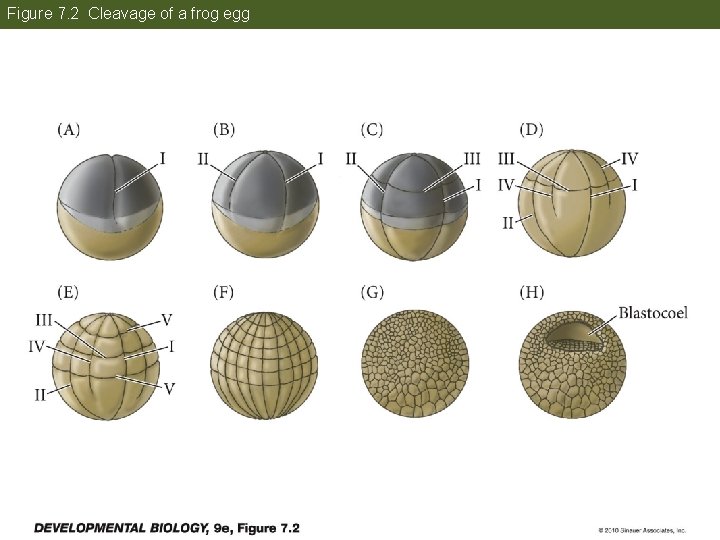 Figure 7. 2 Cleavage of a frog egg 