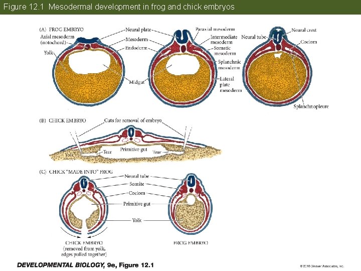 Figure 12. 1 Mesodermal development in frog and chick embryos 
