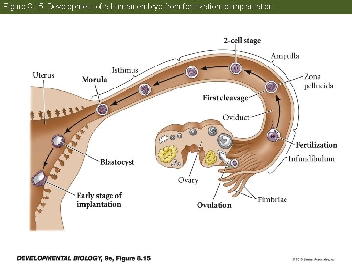 Figure 8. 15 Development of a human embryo from fertilization to implantation 