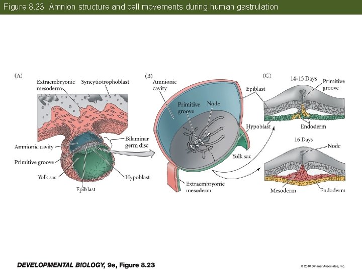 Figure 8. 23 Amnion structure and cell movements during human gastrulation 