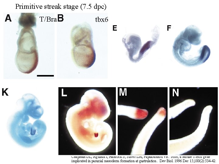 Primitive streak stage (7. 5 dpc) T/Bra tbx 6 Chapman DL, Agulnik I, Hancock
