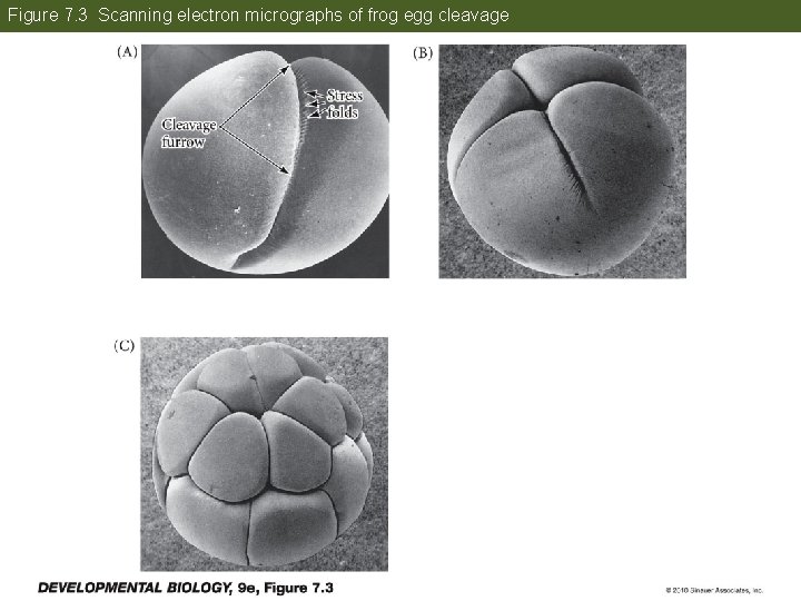 Figure 7. 3 Scanning electron micrographs of frog egg cleavage 