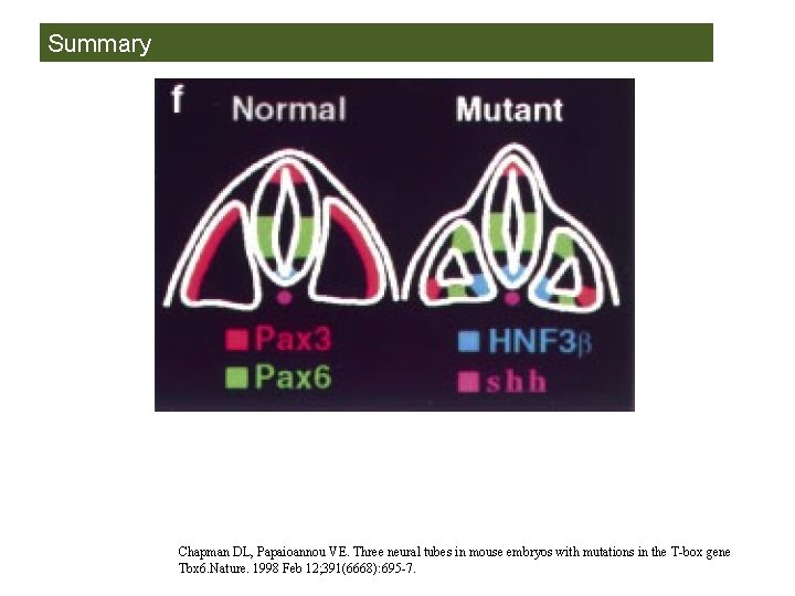 Summary Chapman DL, Papaioannou VE. Three neural tubes in mouse embryos with mutations in