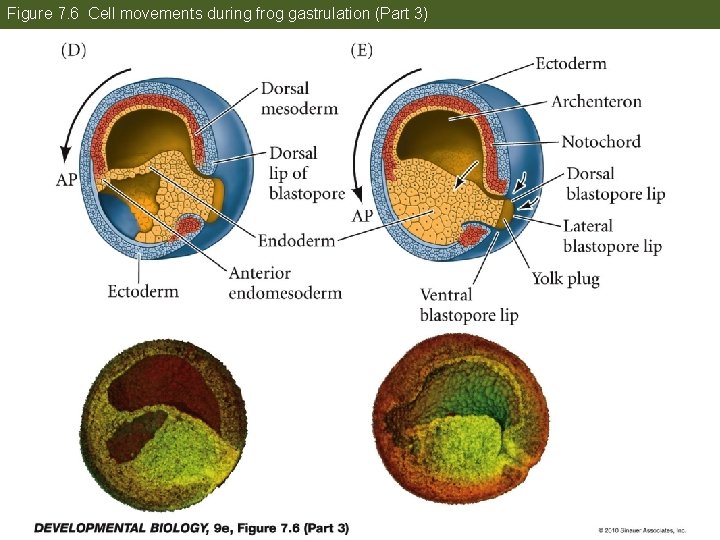 Figure 7. 6 Cell movements during frog gastrulation (Part 3) 