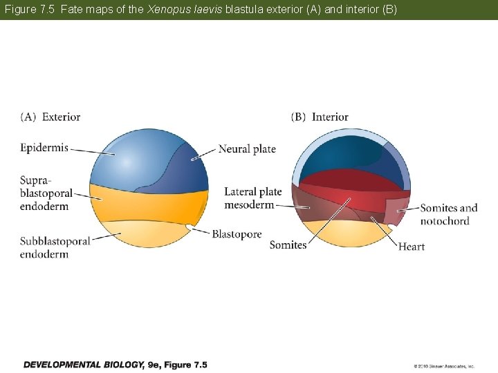 Figure 7. 5 Fate maps of the Xenopus laevis blastula exterior (A) and interior